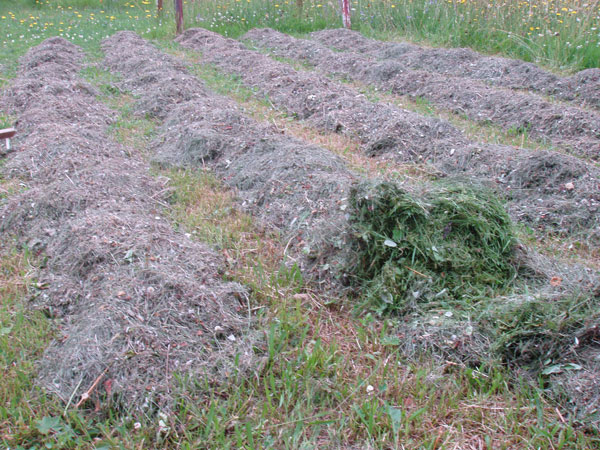 Herstellung von Grassilage Silage