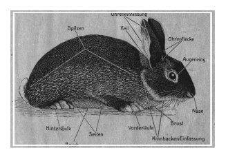 Schema Schwarzlohkaninchen